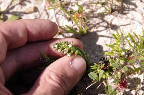 Image of Thesium frisea by (c) Eric Knight, some rights reserved (CC BY)