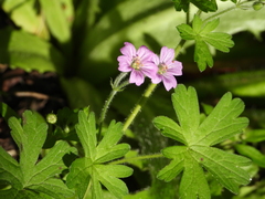 Geranium core-core