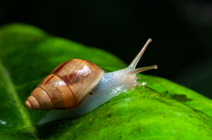 Drymaeus serperastrum