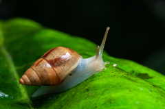 Drymaeus serperastrum