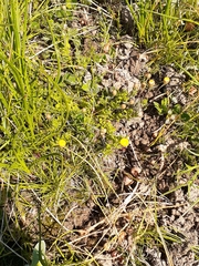 Leptorhynchos squamatus