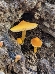 Pluteus chrysophlebius