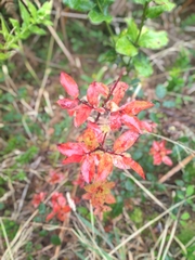 Vaccinium cylindraceum