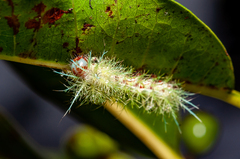 Automeris zugana
