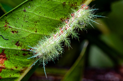 Automeris zugana