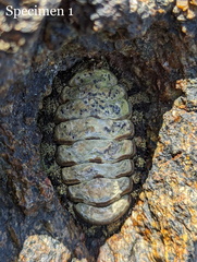 Polyplacophora