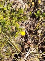 Leptorhynchos squamatus