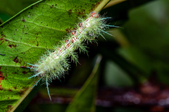 Automeris zugana