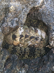 Polyplacophora