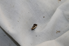 Dichomeris flavocostella