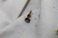 Dichomeris flavocostella