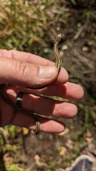 Thamnophis radix