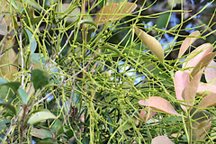 Viscum articulatum