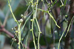 Viscum articulatum