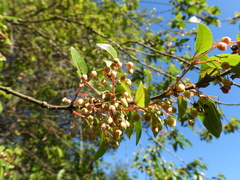 Aristotelia chilensis