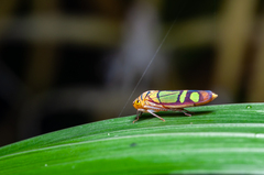 Dilobopterus instratus