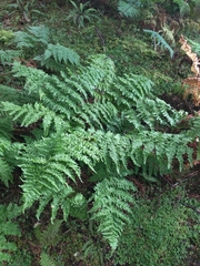 Dryopteris crispifolia