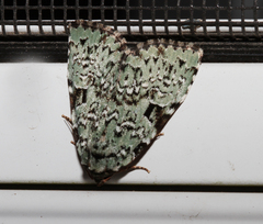 Leuconycta diphteroides