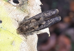 Acrolophus mora