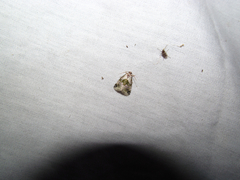 Maliattha synochitis