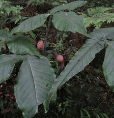 Arisaema ringens