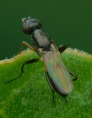 Sepsis flavimana