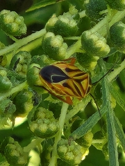 Calocoris barberi
