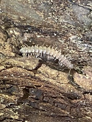 Brachydesmus superus