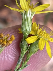 Pityopsis aspera