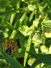 Calocoris barberi