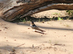 Petrochelidon nigricans