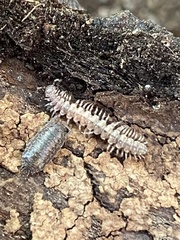 Brachydesmus superus