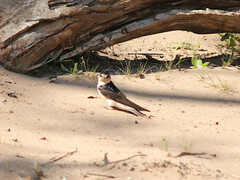Petrochelidon nigricans
