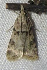 Scoparia palloralis