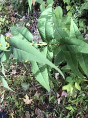 Eupatorieae