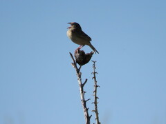 Ammodramus savannarum