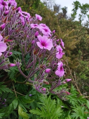 Geranium maderense