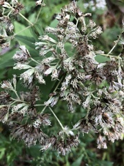 Eupatorieae
