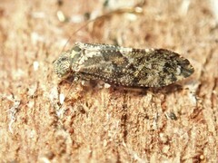 Nimbopsocus australis