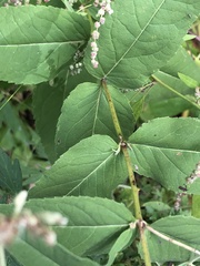 Eupatorieae