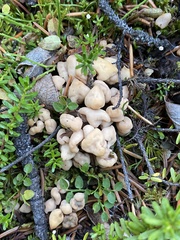 Cudonia circinans