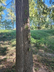 Quercus imbricaria