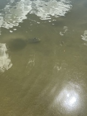 Archosargus probatocephalus