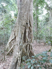 Ficus watkinsiana