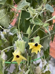 Thunbergia