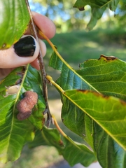 Quercus imbricaria
