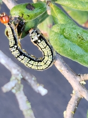 Spodoptera eridania