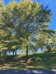 Quercus imbricaria
