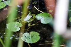 Lithobates septentrionalis