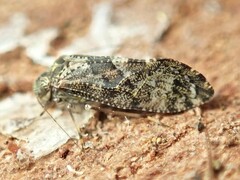 Nimbopsocus australis